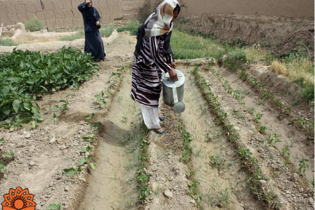 زنان نان‌آور کابل؛ دهقانانی که دسترخوان خود را رنگین می‌کنند